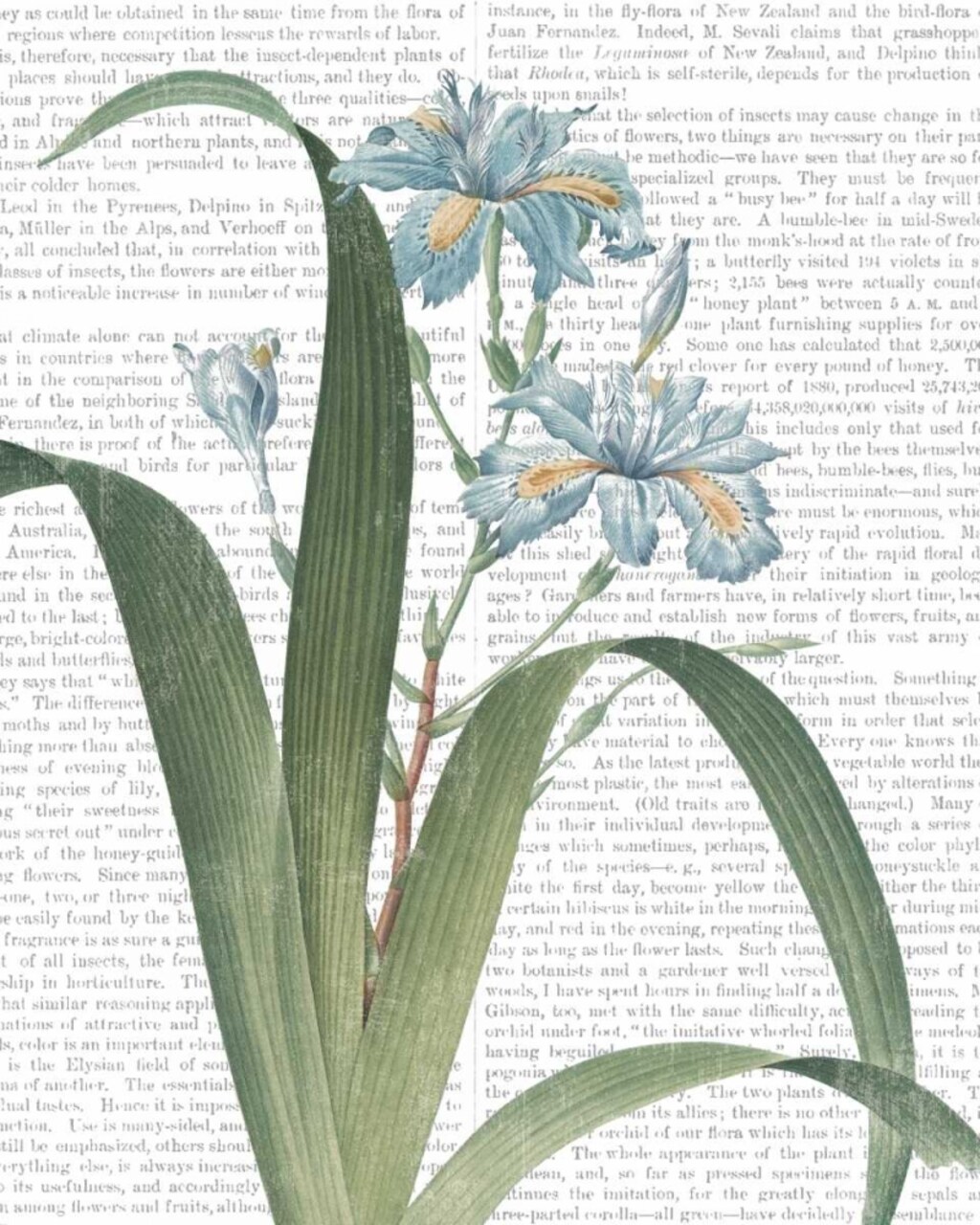 Summer Botanicals III Poster Print by Wild Apple Portfolio - Item # VARPDX33022HR